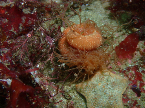 Eupolymnia nebulosa