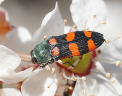 Castiarina vegeta