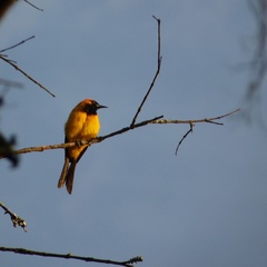 Icterus auricapillus