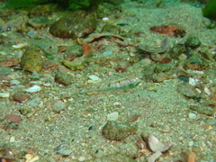 Pomatoschistus pictus