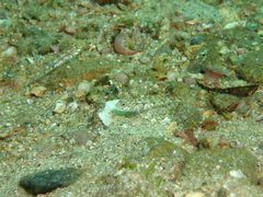 Pomatoschistus pictus