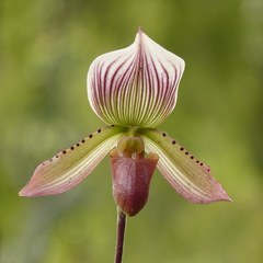 Paphiopedilum