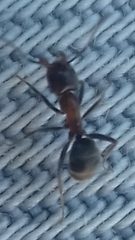 Liometopum microcephalum