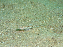 Pomatoschistus pictus