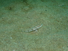 Pomatoschistus pictus
