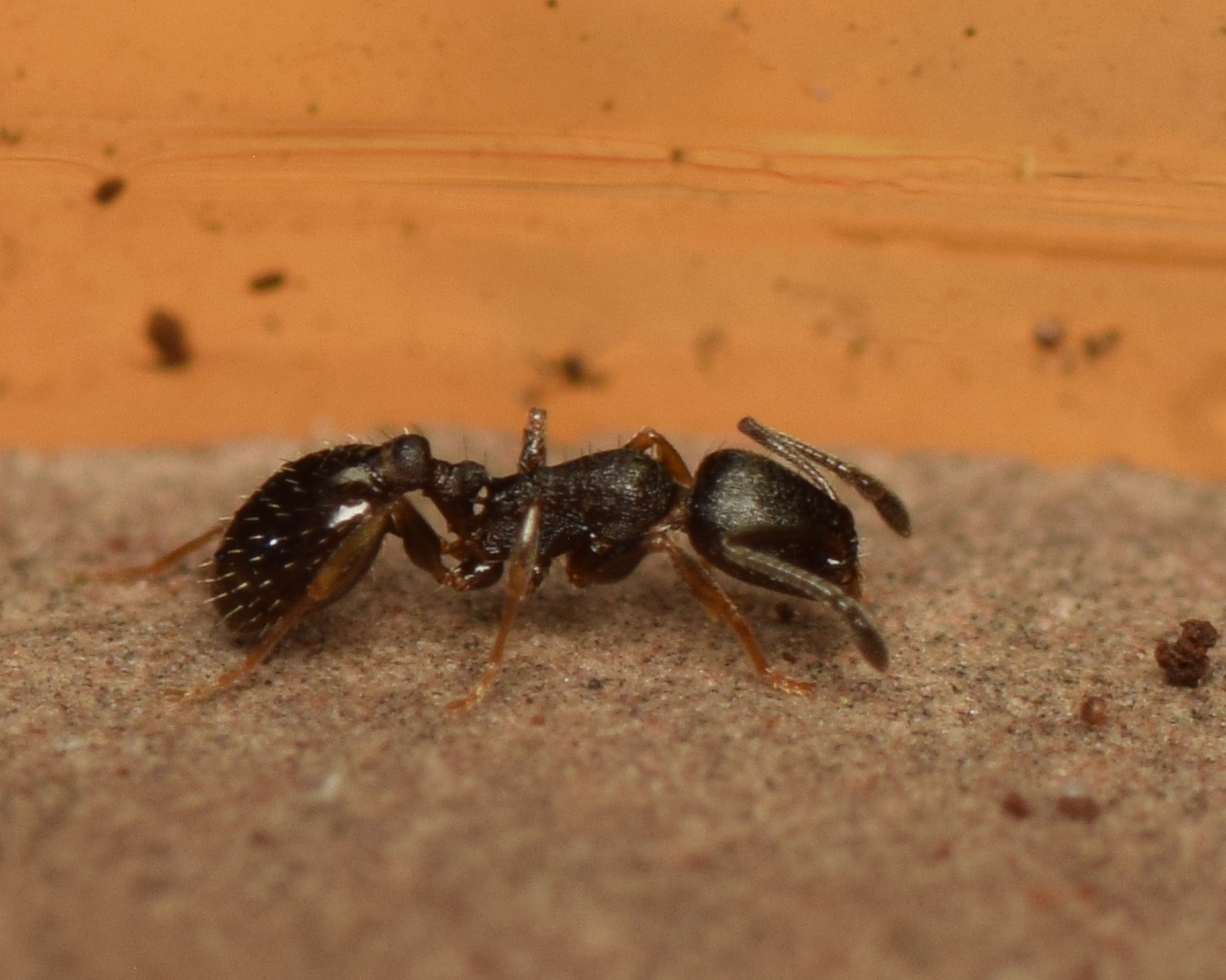Temnothorax nevadensis