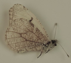 Anthocharis lanceolata