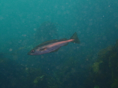 Pollachius pollachius