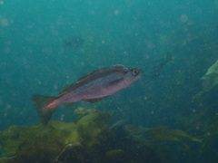 Pollachius pollachius