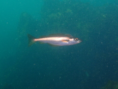 Pollachius pollachius