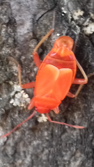 Pyrrhocoris apterus