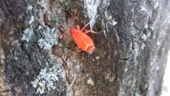 Pyrrhocoris apterus