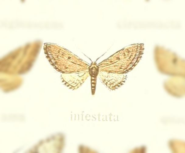 Eupithecia undata