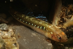 Two-Spotted Goby photo 5