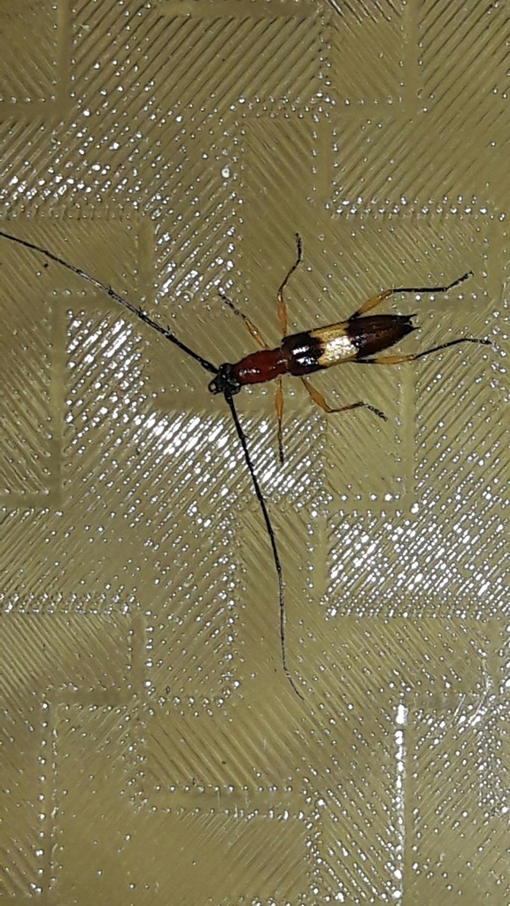 Stizocera meinerti