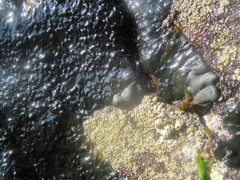 Codium bernabei