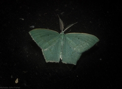 Maxates centrophylla