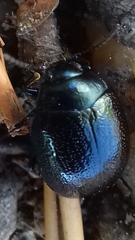 Chrysolina haemoptera
