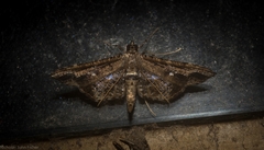 Merodictya marmorata
