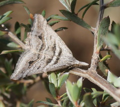 Dichromodes consignata
