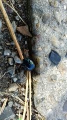 Chrysolina haemoptera