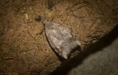 Zonopetala paroospila