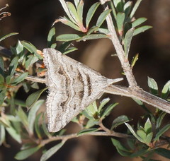 Dichromodes consignata