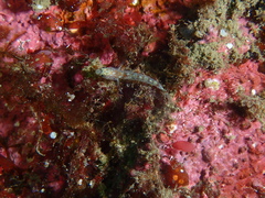 Pomatoschistus pictus