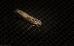 Lichenaula phloeochroa