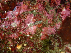 Pomatoschistus pictus