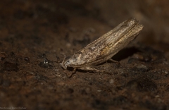 Lichenaula phloeochroa