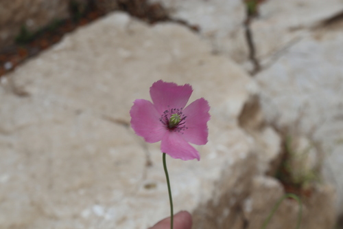 Slender Poppy (Papaver gracile)
