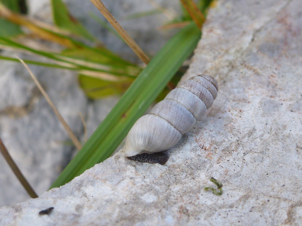 Cylindrus obtusus