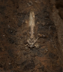 Lichenaula phloeochroa