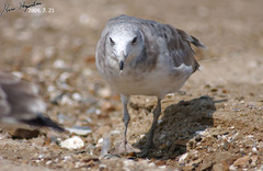 Larus crassirostris