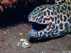 Spotted Moray photo 4