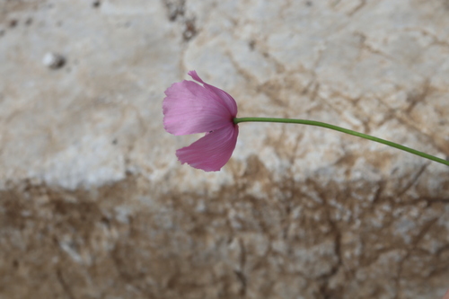 Image of Papaver gracile by (c) Edmundas Greimas, some rights reserved (CC BY)