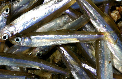 Hypomesus nipponensis