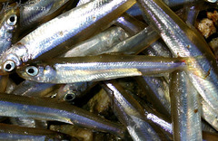 Atheriniformes