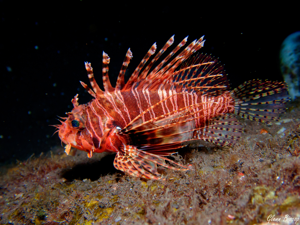 Frillfin Turkeyfish