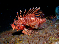Frillfin Turkeyfish photo 1