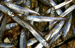 Atheriniformes