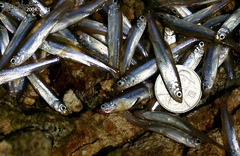 Atheriniformes