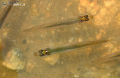 Atheriniformes