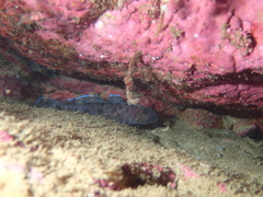Thorogobius ephippiatus