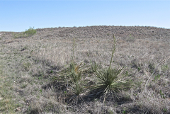 Yucca campestris