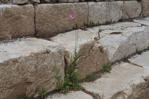 Image of Papaver gracile by (c) Edmundas Greimas, some rights reserved (CC BY)