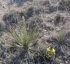 Yucca campestris