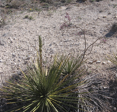 Yucca campestris