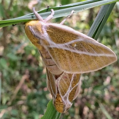 Syssphinx albolineata